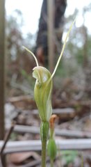 Pterostylis pyramidalis