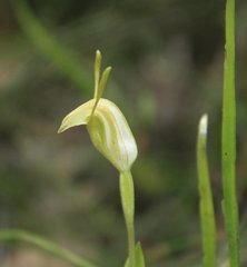 Pterostylis timothyi