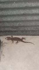 Gekko gecko
