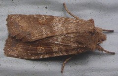 Lithophane semiusta