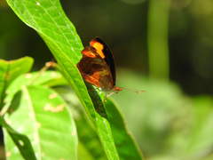 Catonephele mexicana