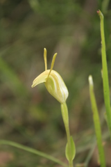 Pterostylis timothyi