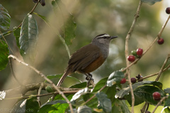 Montecincla fairbanki