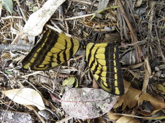Papilio multicaudata