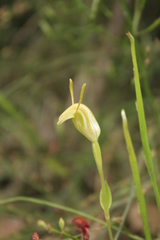 Pterostylis timothyi