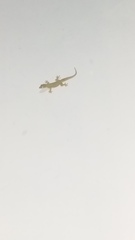 Hemidactylus platyurus