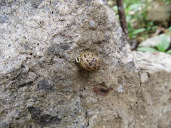 Cornu aspersum