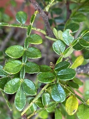 Zanthoxylum beecheyanum