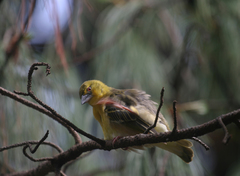 Ploceus cucullatus abyssinicus