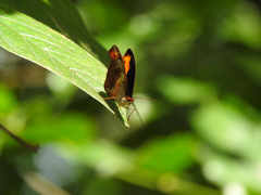 Catonephele mexicana