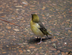 Ploceus cucullatus abyssinicus