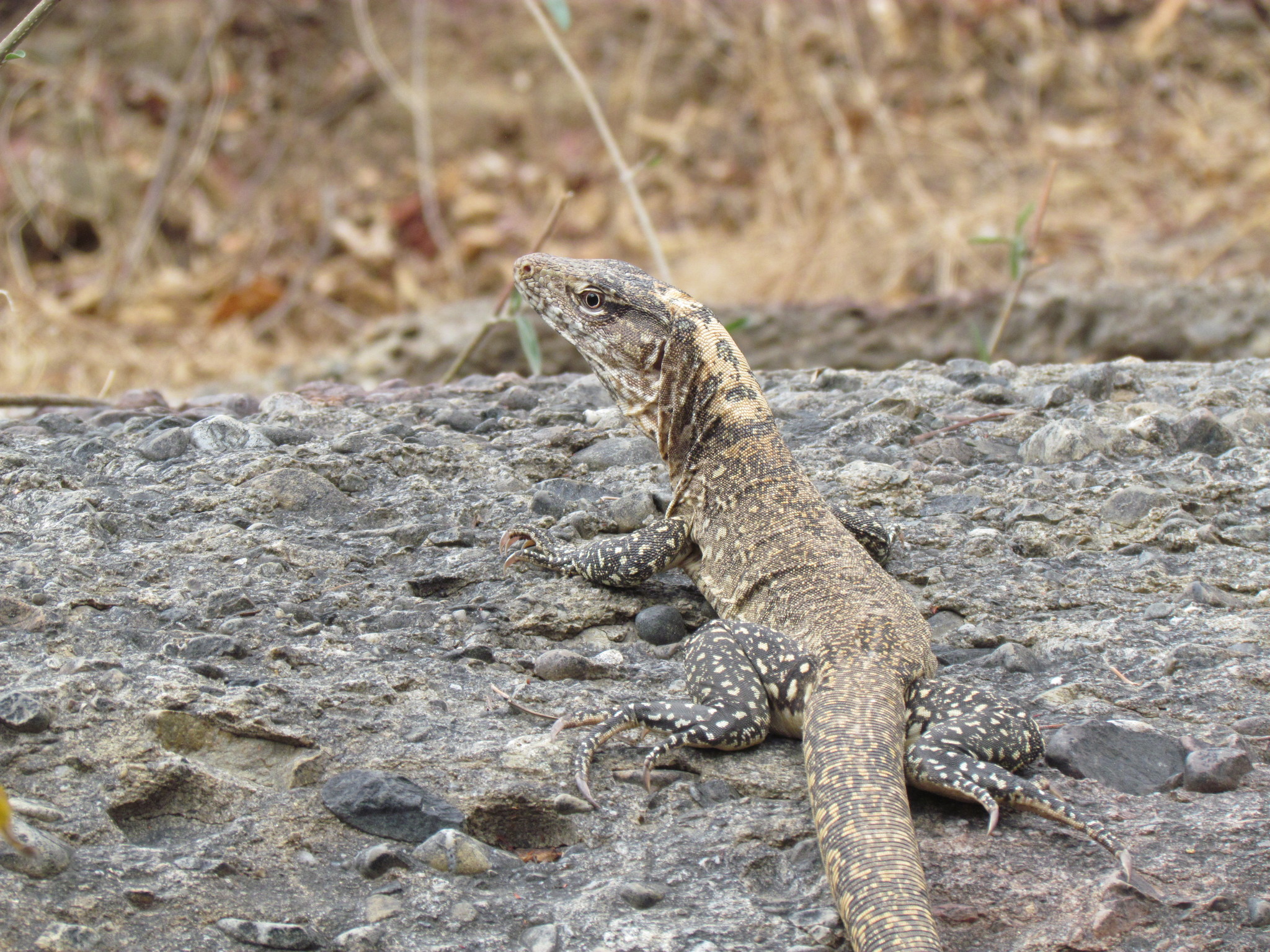 Callopistes flavipunctatus image