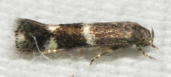 Elachista illectella