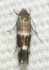 Elachista illectella