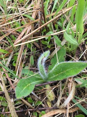 Hieracium longipilum