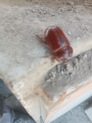 Heterogomphus bourcieri