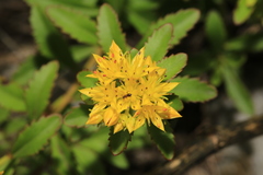 Phedimus middendorffianus