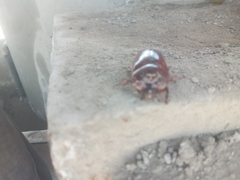 Heterogomphus bourcieri