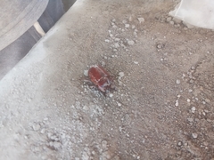 Heterogomphus bourcieri