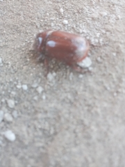 Heterogomphus bourcieri