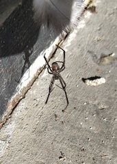 Latrodectus hesperus