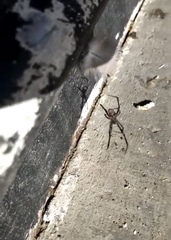 Latrodectus hesperus