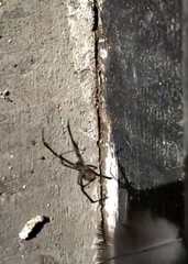 Latrodectus hesperus