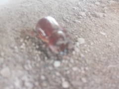 Heterogomphus bourcieri