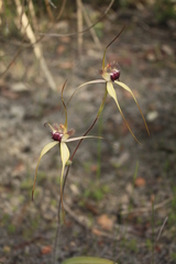 Caladenia heberleana