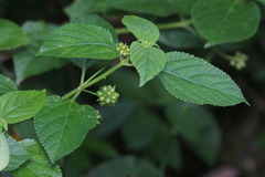 Lantana camara