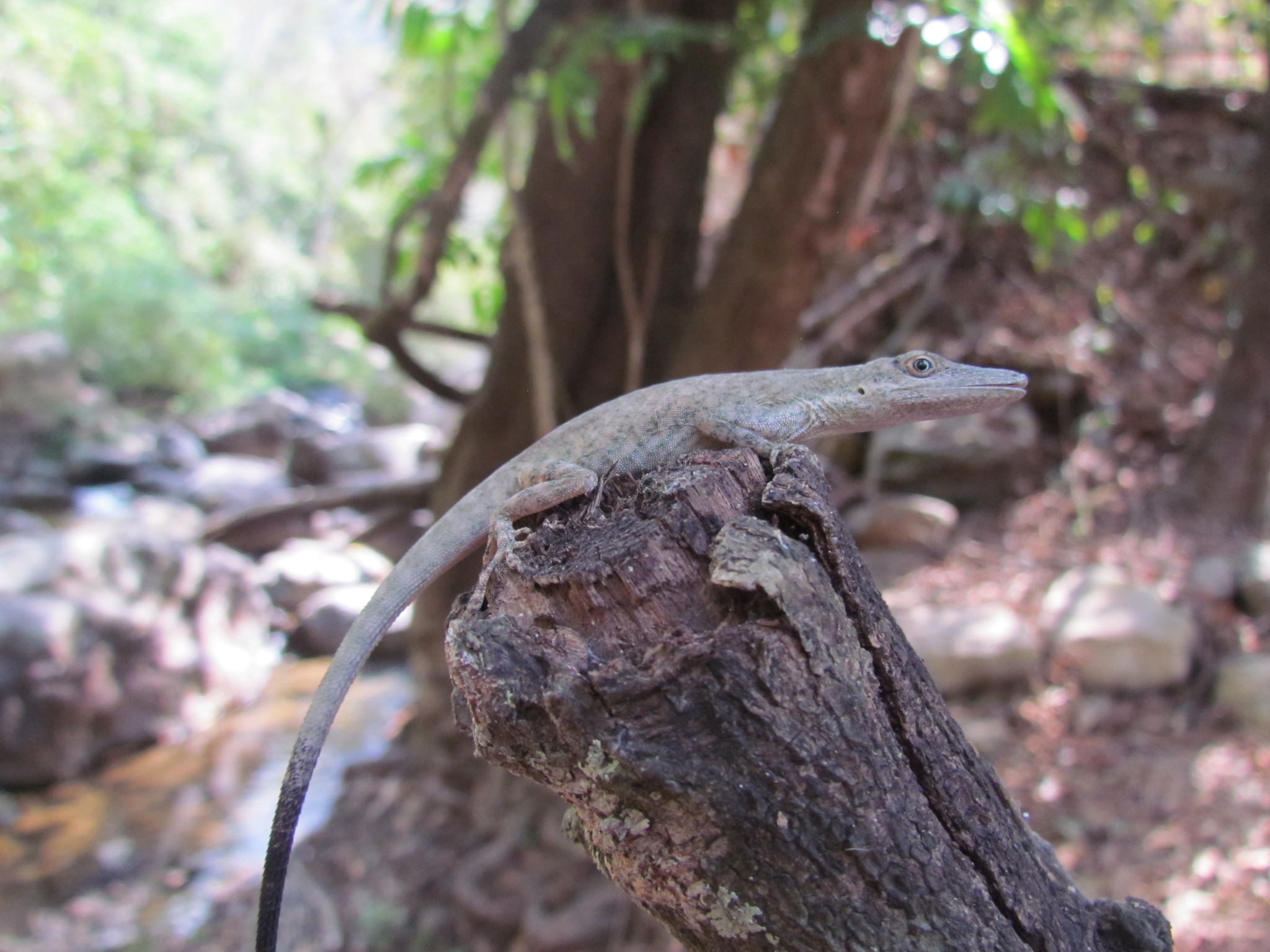 Anolis image