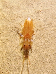 Silvanidae