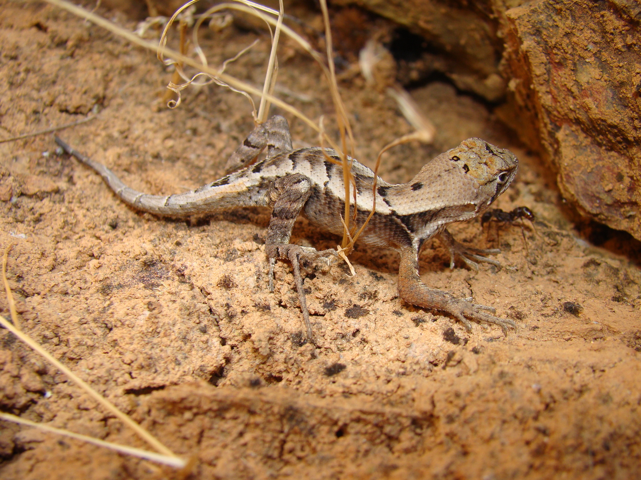 Stenocercus iridescens image