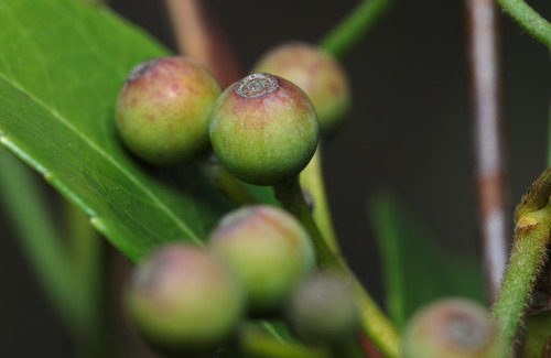 Rhaphiolepis indica