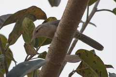 Campylorhynchus turdinus