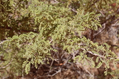 Prosopis pubescens