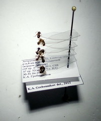 Tetramorium caespitum