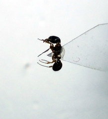 Tetramorium caespitum