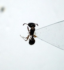 Tetramorium caespitum