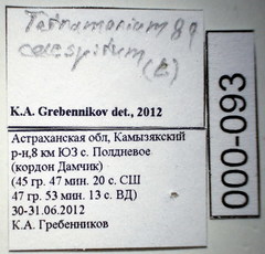 Tetramorium caespitum