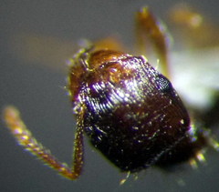 Tetramorium caespitum