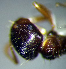 Tetramorium caespitum