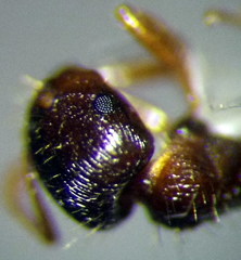 Tetramorium caespitum