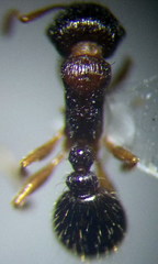 Tetramorium caespitum