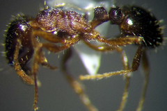 Tetramorium caespitum