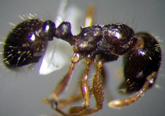 Tetramorium caespitum