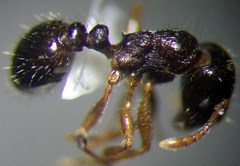 Tetramorium caespitum