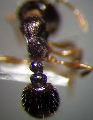 Tetramorium caespitum