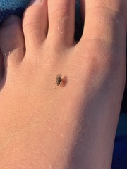 Diptera