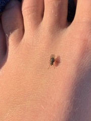 Diptera